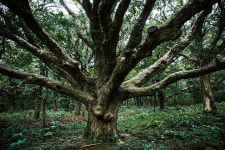 Green nature in South Korea, summer forest and architecture 156の写真素材