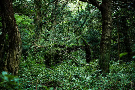 Green nature in South Korea, summer forest and architecture 147の写真素材