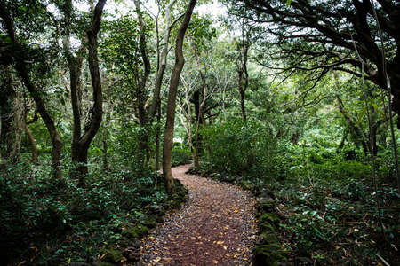 Green nature in South Korea, summer forest and architecture 158