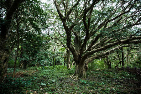 Green nature in South Korea, summer forest and architecture 155の写真素材