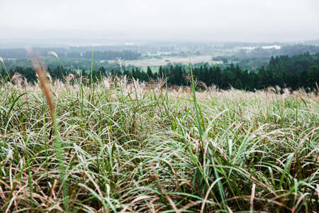 Green nature in South Korea, summer forest and architecture 174