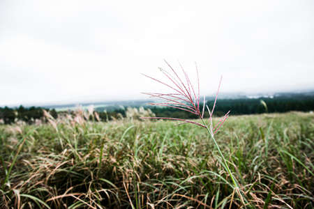 Green nature in South Korea, summer forest and architecture 175の写真素材