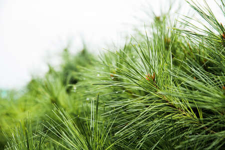 Green nature in South Korea, summer forest and architecture 196の写真素材