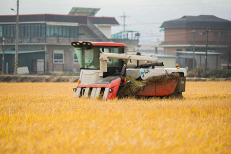 Harvest time, Farmer harvest rice in fields 025