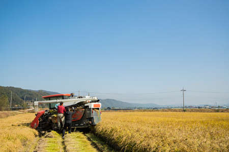 Harvest time, Farmer harvest rice in fields 046の写真素材