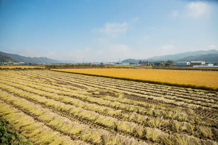 Harvest time, Farmer harvest rice in fields 044の写真素材