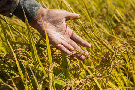 Harvest time, Farmer harvest rice in fields 067の写真素材