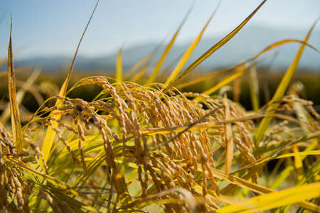 Harvest time, Farmer harvest rice in fields 048の写真素材