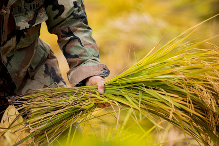 Harvest time, Farmer harvest rice in fields 024の写真素材