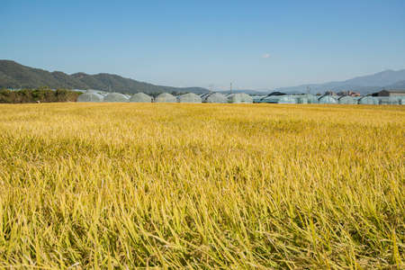 Harvest time, Farmer harvest rice in fields 063の写真素材