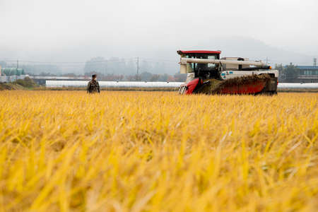Harvest time, Farmer harvest rice in fields 017の写真素材