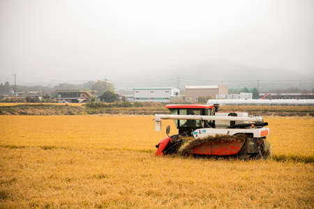 Harvest time, Farmer harvest rice in fields 003の写真素材