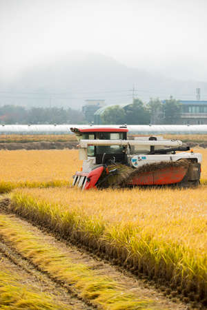 Harvest time, Farmer harvest rice in fields 026の写真素材