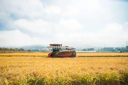 Harvest time, Farmer harvest rice in fields 039の写真素材