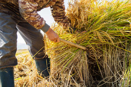 Harvest time, Farmer harvest rice in fields 062の写真素材