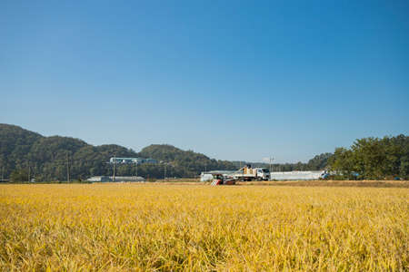 Harvest time, Farmer harvest rice in fields 058の写真素材