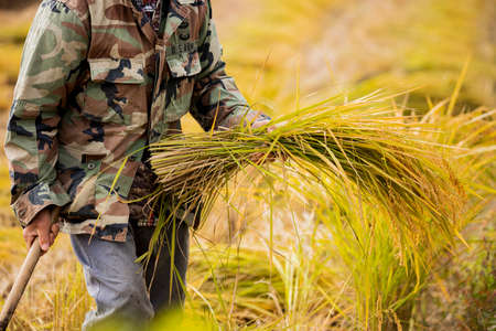 Harvest time, Farmer harvest rice in fields 022の写真素材