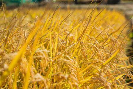 Harvest time, Farmer harvest rice in fields 068の写真素材