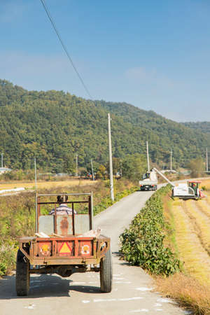 Harvest time, Farmer harvest rice in fields 043の写真素材