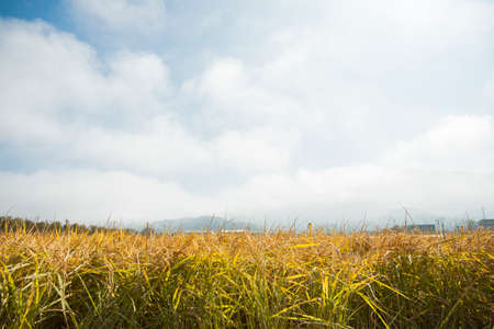 Harvest time, Farmer harvest rice in fields 038の写真素材