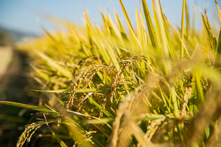 Harvest time, Farmer harvest rice in fields 060の写真素材