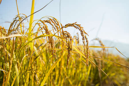 Harvest time, Farmer harvest rice in fields 051の写真素材