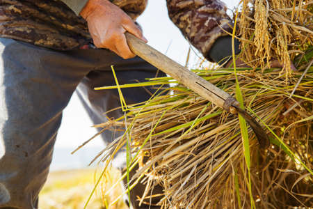 Harvest time, Farmer harvest rice in fields 061の写真素材