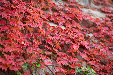 colorful autumn scenery