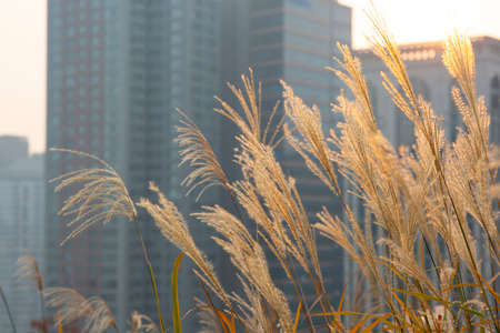 colorful autumn sceneryの写真素材