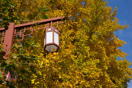 colorful autumn sceneryの写真素材