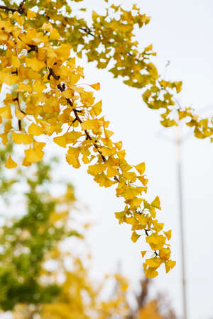 colorful Autumn scenery
