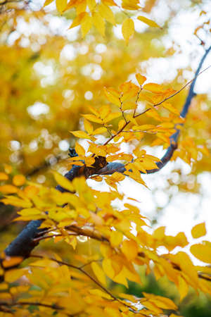 colorful Autumn sceneryの写真素材