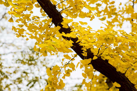 colorful Autumn sceneryの写真素材