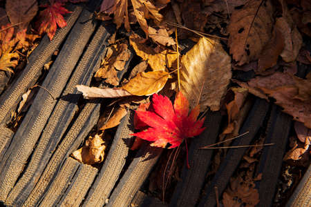 colorful Autumn sceneryの写真素材