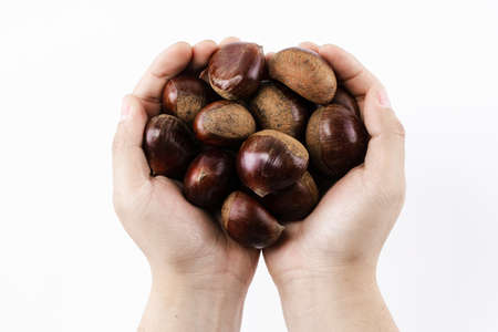 chestnuts in hands, white background