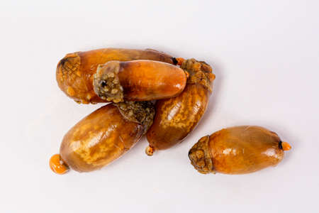 warty sea squirt, white background