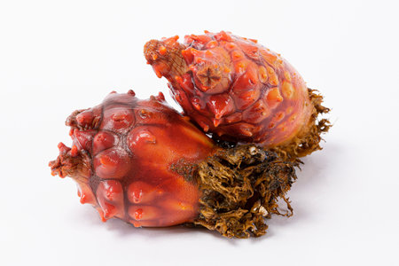 sea squirt, white background