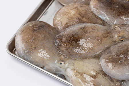 octopus, white background