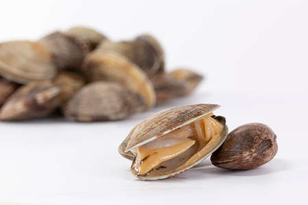 manila clam, white background