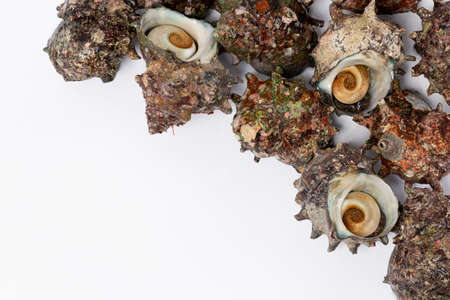 horned turban, white backgroundの写真素材