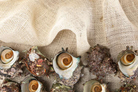 horned turban on clothの写真素材