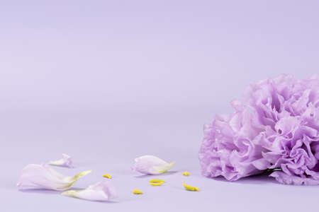 purple flower, purple backgroundの写真素材