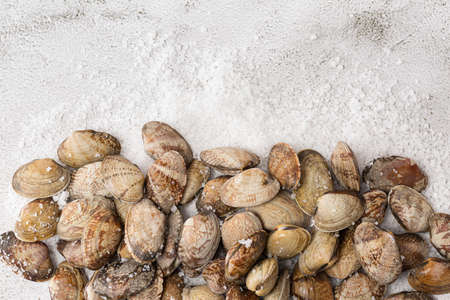 salted manila clam, white background