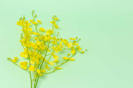yellow flower, green backgroundの写真素材