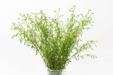green plant in vase, white background