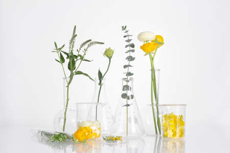 flower and plants in beaker, white backgroundの写真素材