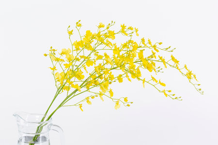 yellow flower, white backgroundの写真素材