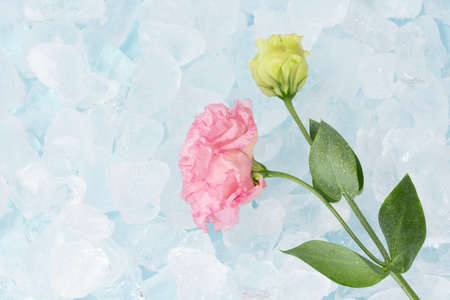 pink flower on ice