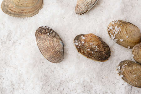 salted manila clam, white backgroundの写真素材