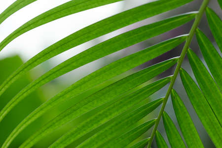 greenery concept, green plants and leavesの写真素材